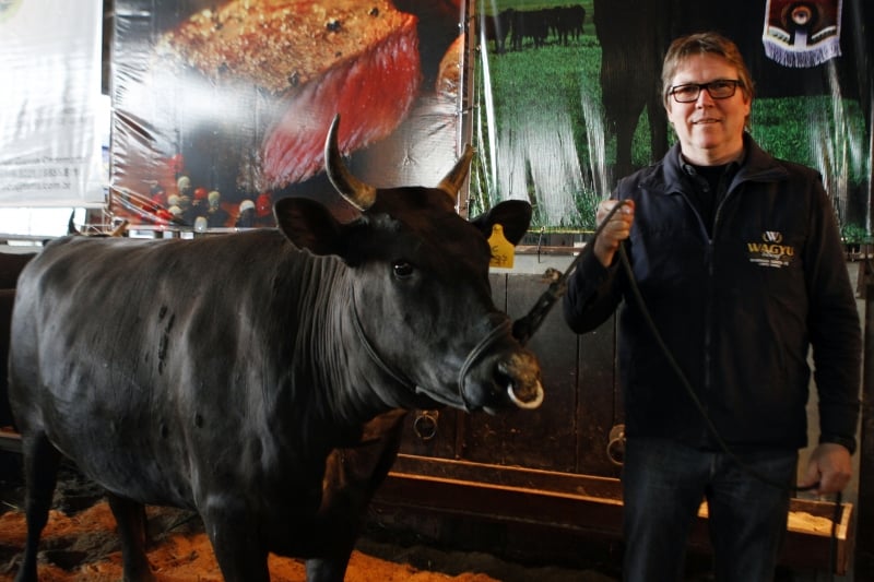 Mercado est� interessado no bovino japon�s, afirma Marco Andras
