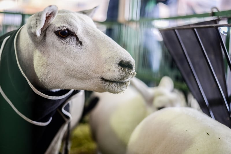 Produção dos animais no Rio Grande do Sul tende a atingir o ápice entre a primavera e o outono