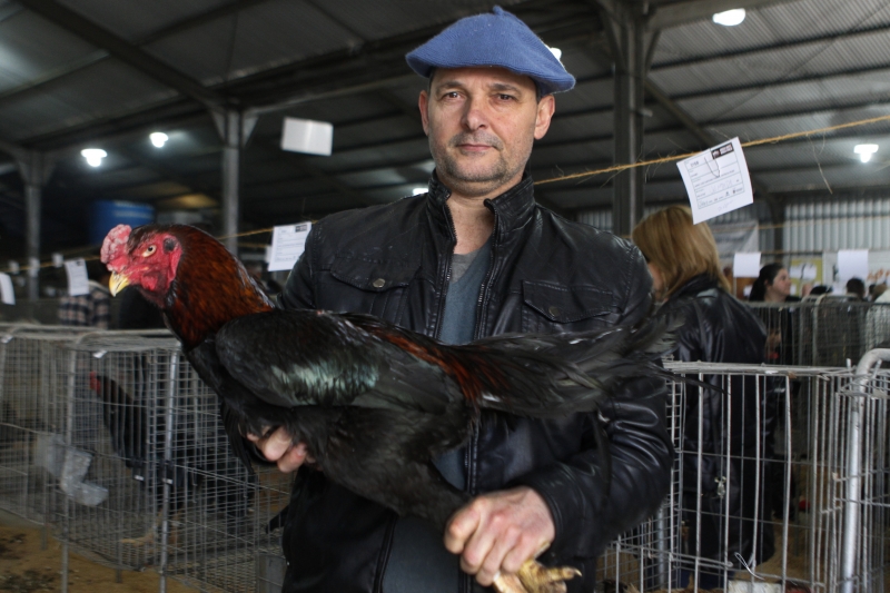 Comercializa��o de ra�as puras de galin�ceos tem apresentado bons resultados, de acordo com Jairo Farias, da Sargs