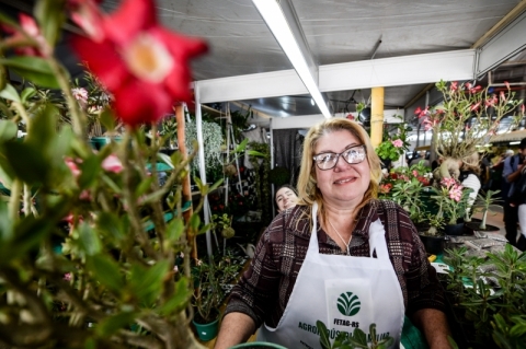 Jurema vende a flor africana rosa-do-deserto 