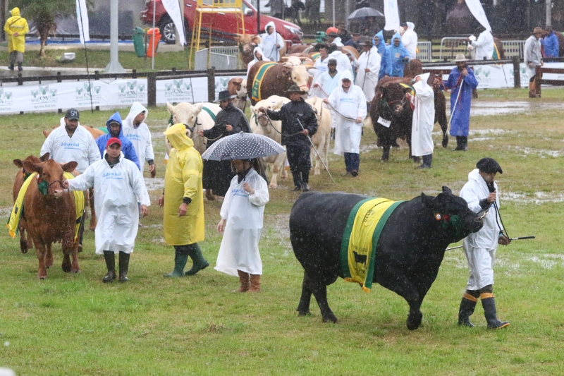 Cerca de 130 animais passaram pela pista central com suas rosetas e faixas de campe�es