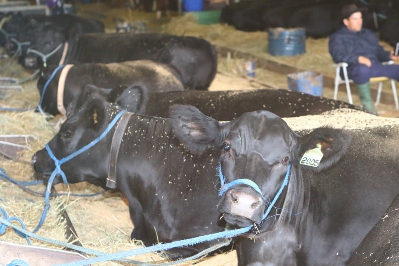 Indexador anunciado na Expointer substitui o antigo IC e passa a agregar valor �s carca�as