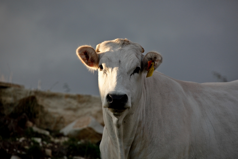 A italiana Chianina, que marcava presença nas décadas de 1970 e 1980, desapareceu da feira nos últimos 20 anos