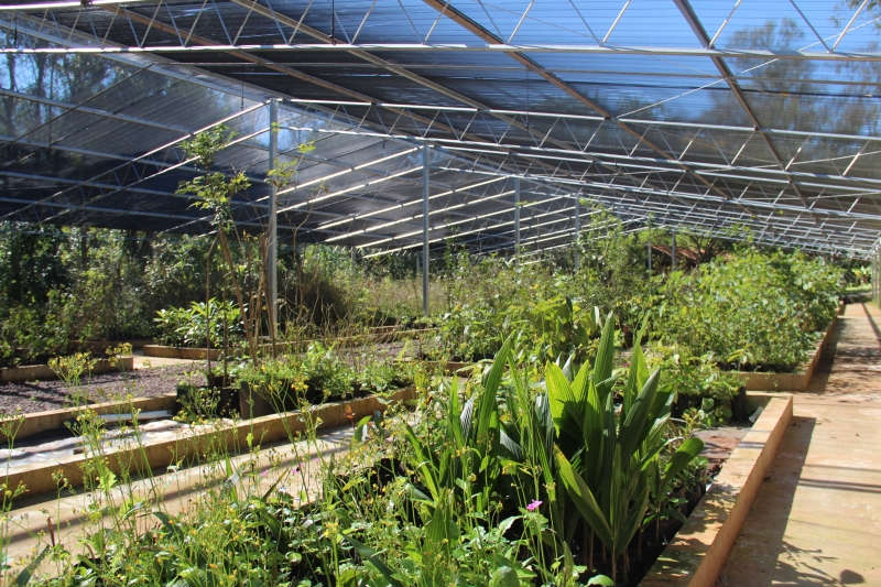 Local conta com cerca de 20 mil unidades de espécies nativas, floríferas e frutíferas