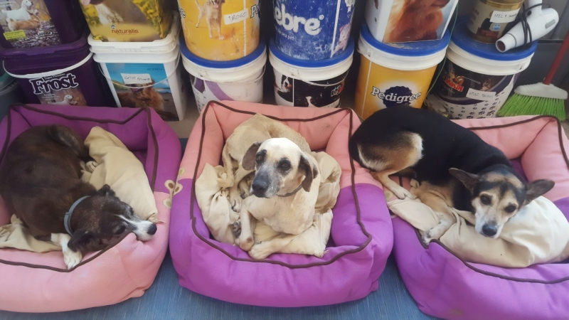 Inclusos no projeto "Parceiros Virtuais", os animais aguardam doações e um novo lar