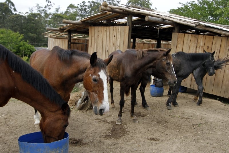 Mais de 200 cavalos já foram socorridos pela entidade desde 2008