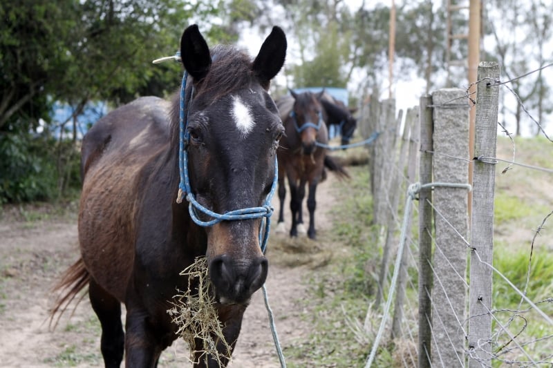Inspirada no cavalo do Pica-Pau, ONG trabalha na recuperação de equinos 
