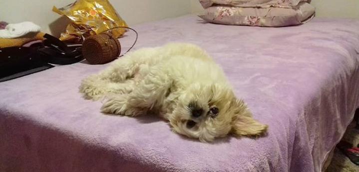 O pequeno Tommy, da rep&oacute;rter L&iacute;via, ficou um gal&atilde; estampado 
no t&ecirc;nis  Foto: Arquivo Pessoal/Divulga&ccedil;&atilde;o/JC