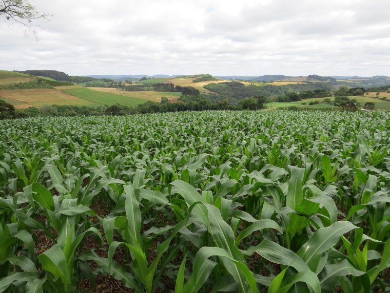 Nas lavouras de milho no Estado, Conab prevê volume 2,4% maior 