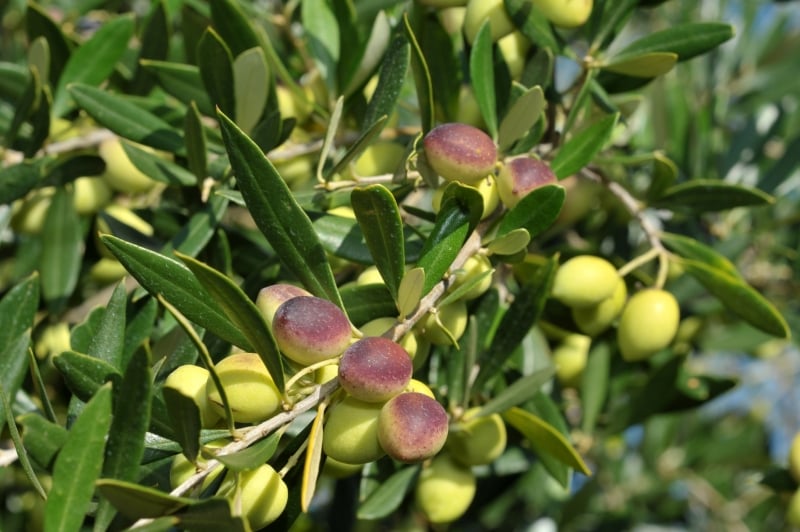 1º Seminário Binacional Bioma Pampa reunirá produtores, especialistas e instituições