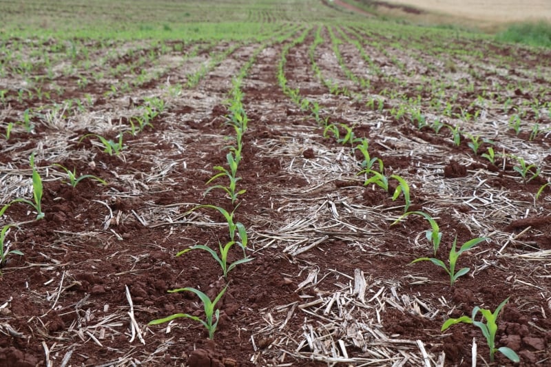 Milho já alcançou 95% da área total, estimada em 740 mil hectares 