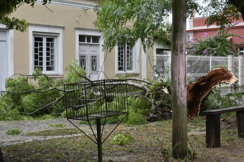Chuva forte e ventania derrubaram árvores e destelharam casas em Jaguarão