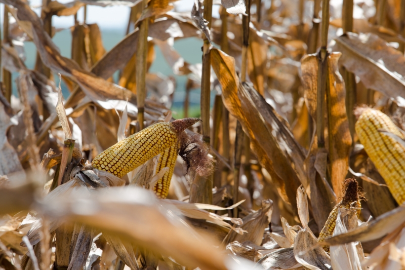 Neste ano, ganhos ficaram restritos ao milho, cujo VBP cresceu 16%