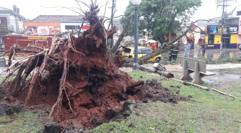 Em Santana do Livramento, árvore foi arrancada pelo vento