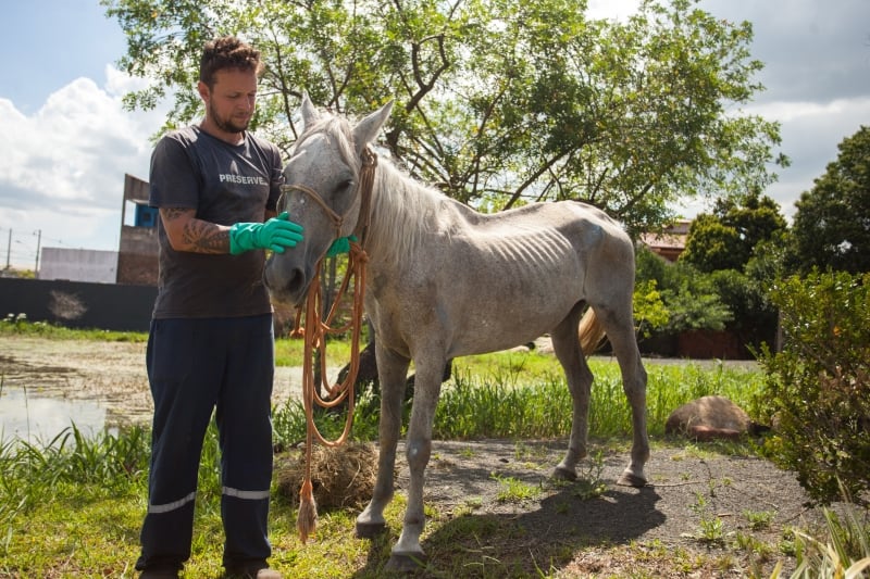 Equino, resgatado no dia de Natal, recupera-se no Centro de Bem-Estar Animal