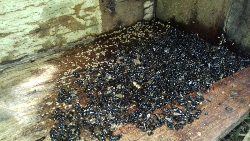 Milhares de insetos apareceram mortos ao redor das caixas de produção de mel em propriedade