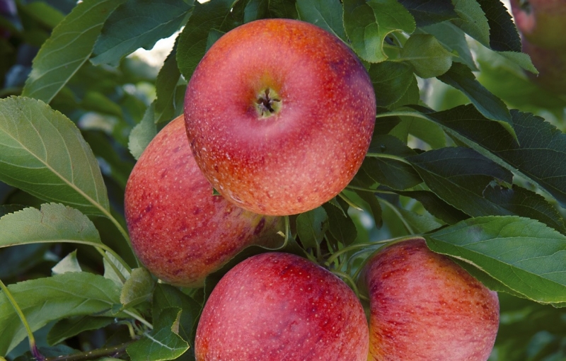 Safra chegará aos mercados com tamanho e qualidade melhores