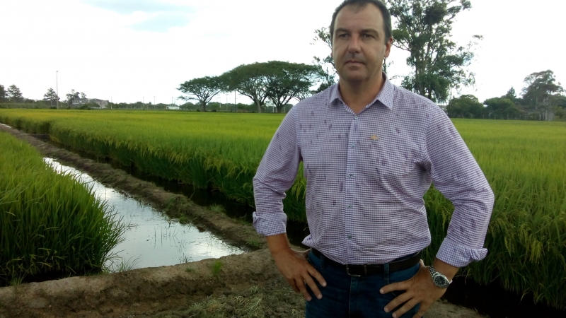 Chuvas na Metade Sul, ingresso
de arroz do Uruguai e custo da energia prejudicam a atividade 