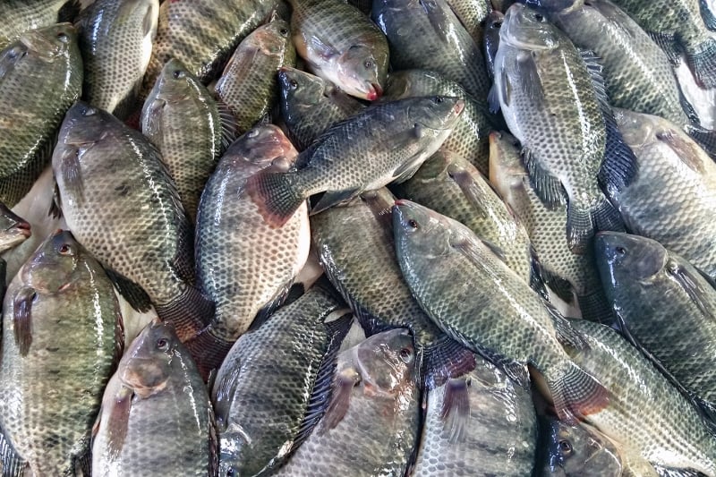 Estados Unidos foram o destino de 87% dos pescados exportados pelo Brasil no 2º trimestre deste ano