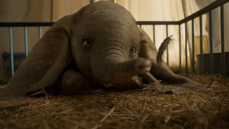 Filhotinho Dumbo sofre preconceito por uma peculiaridade física