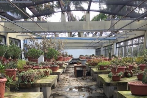 Cactos foram avariados por falta de manutenção em telhado do Jardim Botânico