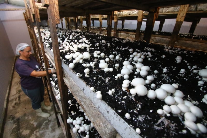 Produção no Rio Grande do Sul é insuficiente para atender toda a demanda pelos fungos