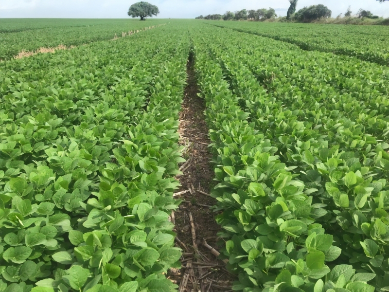 Biofertilizante desenvolvido pela Embrapa e pela Carbom Brasil já foi testado com sucesso em lavouras brasileiras