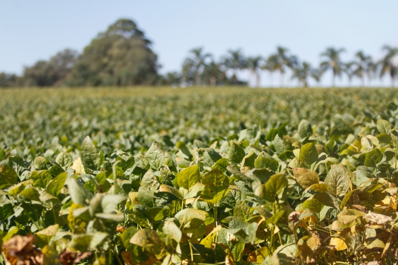 Nas lavouras de soja do Rio Grande do Sul, é esperada queda de 12% na produção