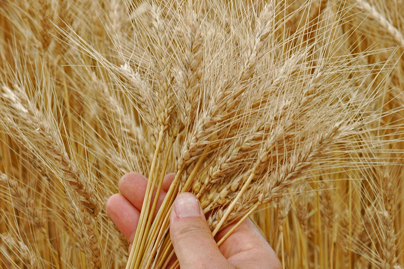 Item é indicado 
para 13 culturas, 
caso do trigo