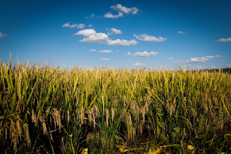 Mais de 140 municípios gaúchos têm sua economia baseada principalmente no cultivo do cereal 