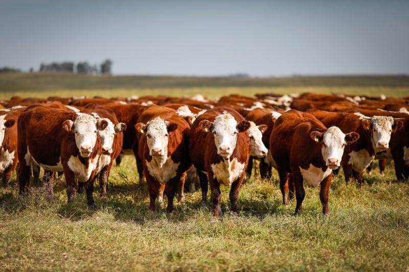 Estimativa é que exportações de carne aumentem em até US$ 1,2 bilhão com novo status