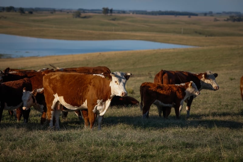 Em relação ao primeiro trimestre de 2019, o abate de bovinos cresceu 2,4%