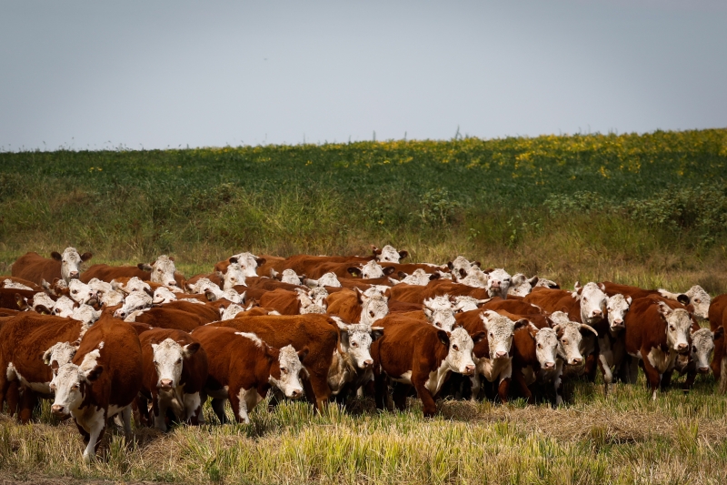 Proposta é para que a haja sincronização entre a produção de gado e a agrícola, a fim de melhorar resultados