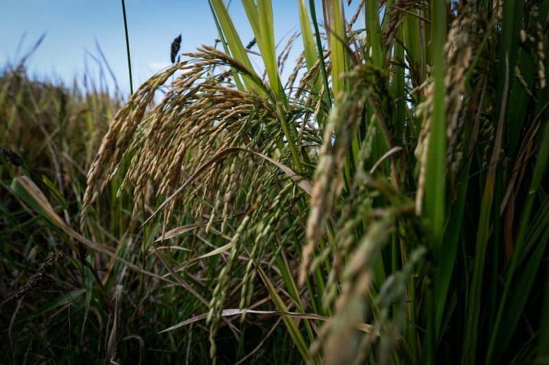 Entidades agr�colas defendem uma redu��o de 7% para 4% no ICMS do arroz no Estado, dependendo da regi�o 