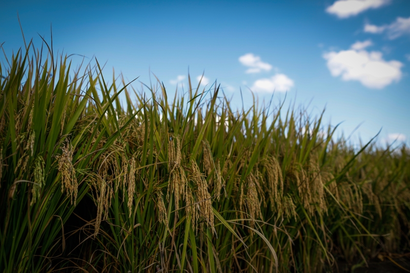 Abertura da colheita do arroz acontece de 12 a 14 de fevereiro em Capão do Leão