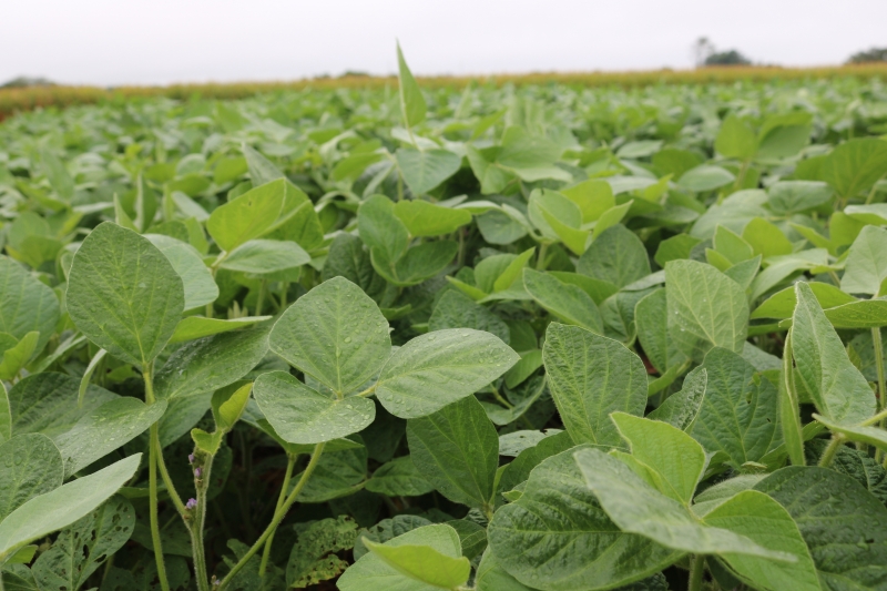 Setor reclama da falta de competitividade com o Mercosul