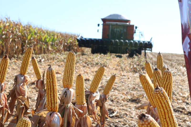 Cereal deve obter desempenho 22,3% superior ao registrado em 2018 