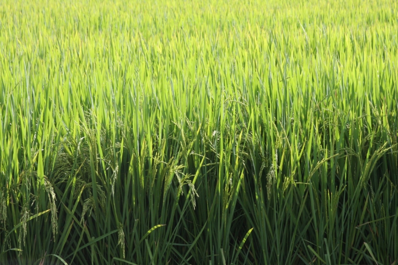 Caderno Dia da Ind&uacute;stria- mat&eacute;ria arroz- Credito  Sergio Pereira Divulga&ccedil;&atilde;o Irga