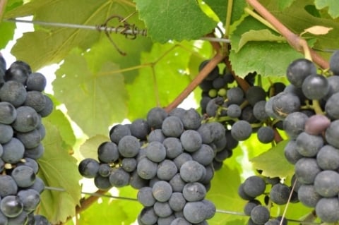 Já existe um clone da uva, chamado Isabel Precoce 