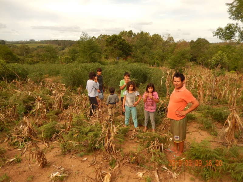 Comunidade Guabiju, em Cachoeira do Sul e Karandy, em Camaquã, serão contempladas com replantio