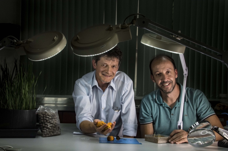Pesquisadores Adilson Tonietto e Gilson Schlindwein trabalharam para superar obstáculos da fruta