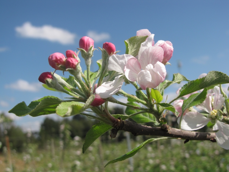 Ação de gene em etapa importante da produção de frutos reduz a necessidade de dias mais gelados