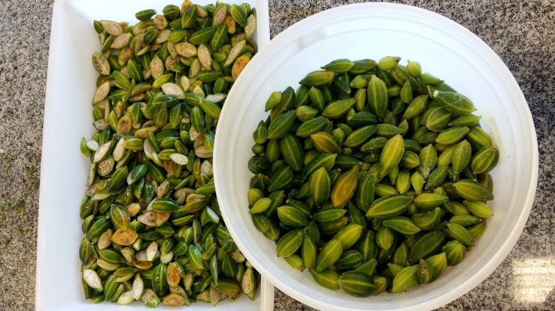 Chamada de mamãozinho-do-mato, espécie pode ajudar no desenvolvimento de remédios contra a doença