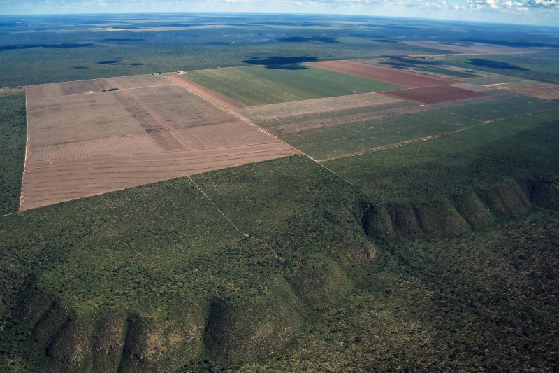 Tocantins, Maranhão e Mato Grosso continuam a ser os estados que mais desmatam o bioma