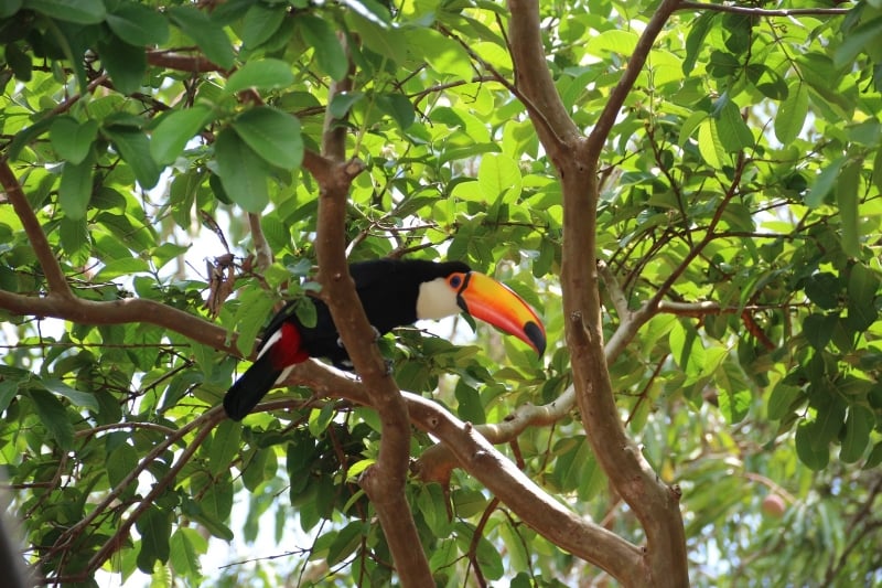 Tucanos podem ser observados na natureza pelos visitantes na Fazenda Capoava, no interior de São Paulo