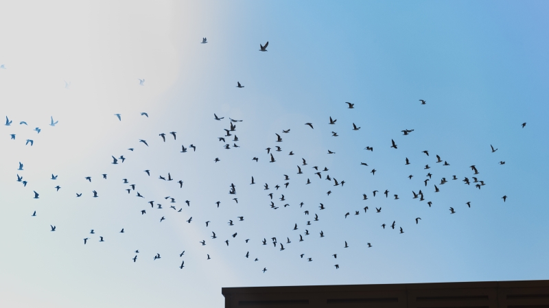 Pássaros voando Foto: Freepik/divulgação/JC