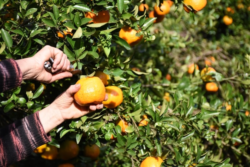 A segunda edi&ccedil;&atilde;o do Roteiro de Inverno da Bergamota elege a melhor receita desenvolvida com a fruta Foto: PREFEITURA DE COTIPOR&Atilde;/DIVULGA&Ccedil;&Atilde;O/CIDADES