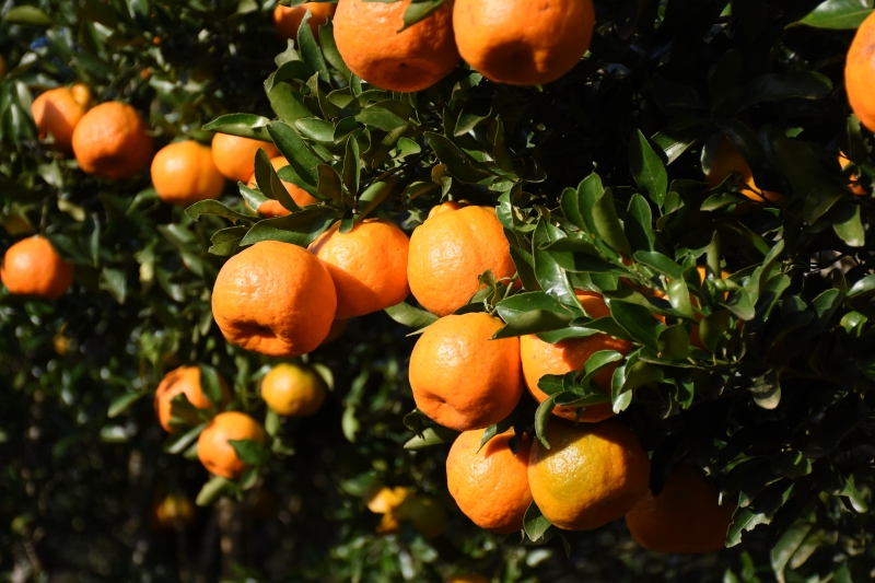 Destaque foi o quilo da bergamota, que caiu 54% na comparação com o mês anterior