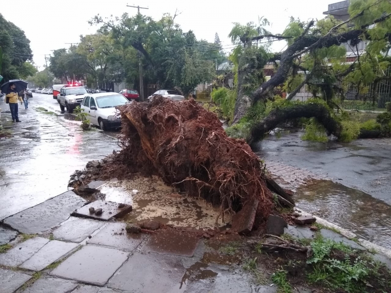 Queda de árvore de grande porte foi registrada na rua Marquês do Alegrete, no bairro São João