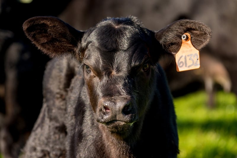 Animal carrega 80% de sangue Angus e 20% de genética zebuína 